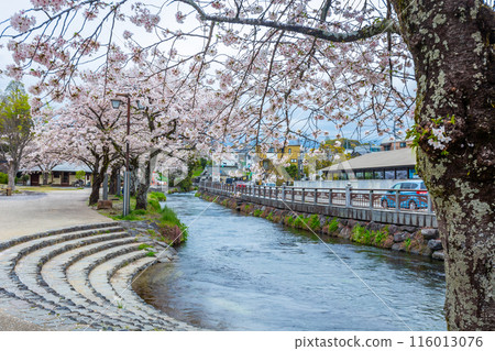 Cherry blossoms blooming riverside at Fujisan Hongu Sengen Taisha Shinto Shrine in Fujinomiya famous shrine and landmark Shizuoka Japan 116013076