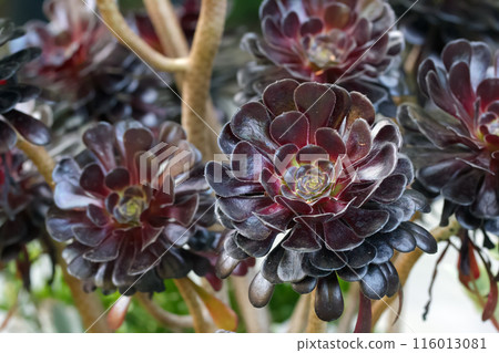 Vibrant dark purple rosettes on Aeonium arboreum branches. 116013081