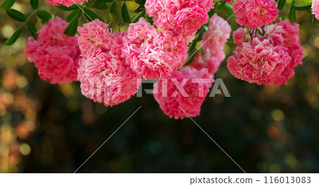 Pink garland of blooming French rose in summer garden. 116013083