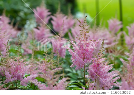 Fluffy pink Astilbe flowers with green leaves in the garden. 116013092