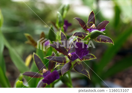 Exotic Zygopetalum orchid with green and purple flowers and leaves. Exotic Zygopetalum orchid with green and purple flowers and leaves. 116013107