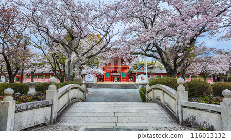Cherry blossoms blooming front has a beautiful bridge at Fujisan Hongu Sengen Taisha Shinto Shrine in Fujinomiya famous shrine and landmark Shizuoka Japan 116013132