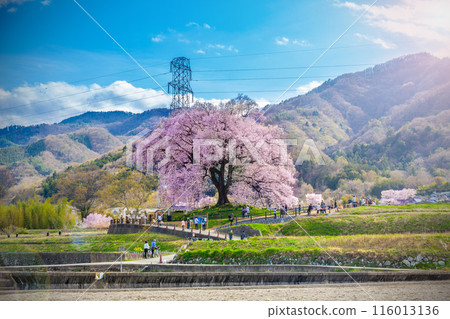 Beautiful landscape of Wanitsuka no Sakura large 330 year old cherry tree in full bloom is a symbol of Nirasaki, Yamanashi Japan. 116013136