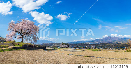 Panorama beautiful landscape of Wanizuka no Sakura large 330 year old cherry tree in full bloom is a symbol of Nirasaki, Yamanashi Japan. 116013139