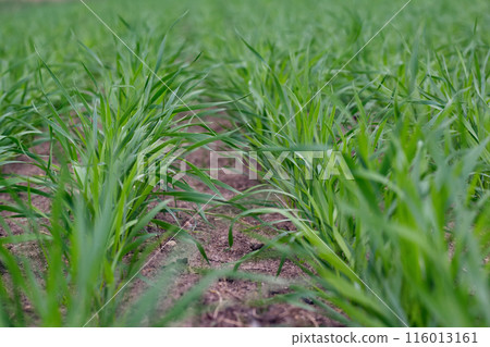 Young green wheat grows in rows in the agricultural field. Young green wheat grows in rows in the agricultural field. 116013161