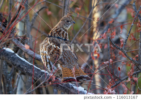Ruffed grouse is perched on the log among branches in the autumn park. 116013167