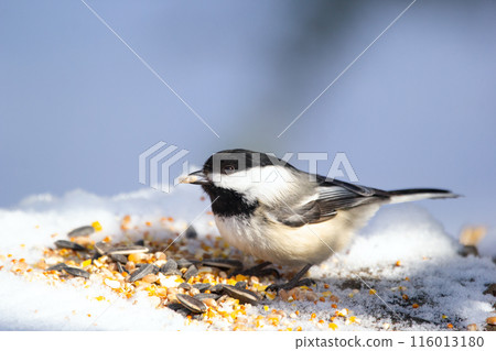 Little chickadee is eating on a stump with seeds in winter park. Little chickadee is eating on a stump with seeds in winter park. 116013180