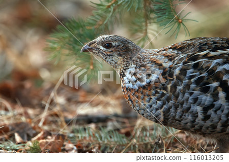 Ruffed grouse hen is walking under the tree in the spring woods. 116013205