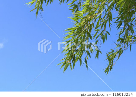 新鮮的綠葉在藍天中閃耀 新鮮的綠葉在藍天中閃耀 116013234