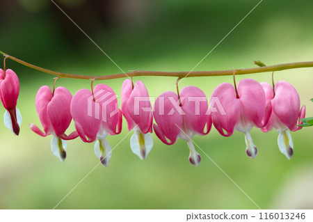 Pink flowers of Bleeding heart hanging on the branch in the garden. Pink flowers of Bleeding heart hanging on the branch in the garden. 116013246