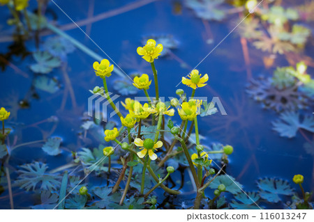 Yellow water buttercup flowers with leaves are floating in the pond. 116013247