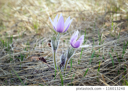 Early purple Crocuses are blooming in dry grass in spring. Early purple Crocuses are blooming in dry grass in spring. 116013248