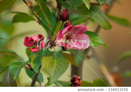 Crabapple tree branch with pink blossom and green leaves. Crabapple tree branch with pink blossom and green leaves. 116013250