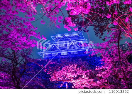 Cherry blossom with pink light up and Fukuoka Castle ruins blue Illusion Cherry blossom with pink light up and Fukuoka Castle ruins blue Illusion 116013262