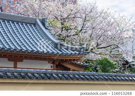 Japanese temple roof against white sakura blooming, Fukuoka 116013268