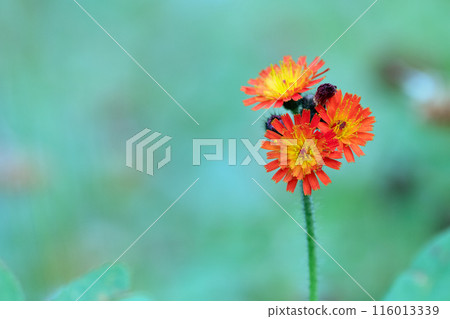 Orange Hawkweed wild flowers on a stem growing in the forest. 116013339