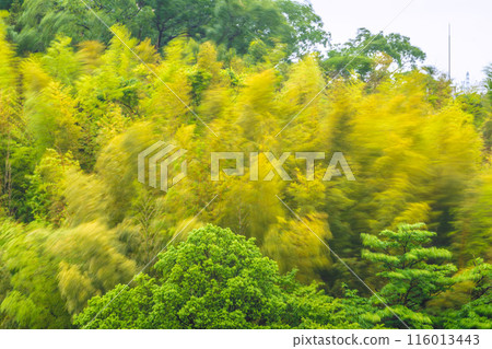 日本橫濱城市景觀美麗的黃色竹林在春天的暴風雨中搖曳......一幅忍受強風的圖像...... 116013443