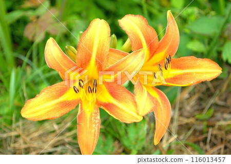 黃色百合花 黃色百合花 116013457
