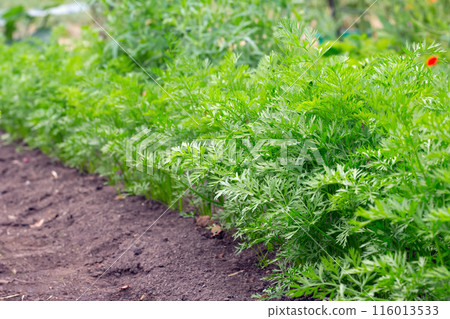 Thick row of young carrots growing in summer garden. Thick row of young carrots growing in summer garden. 116013533