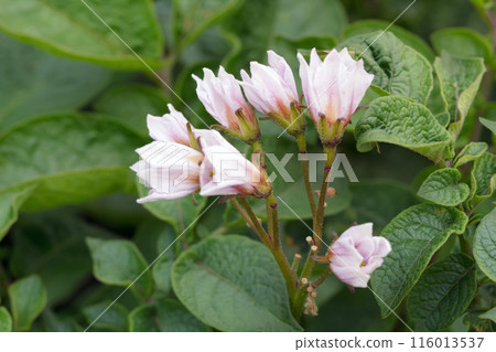 Cute pink bloom on the potato bushes in the garden. Cute pink bloom on the potato bushes in the garden. 116013537