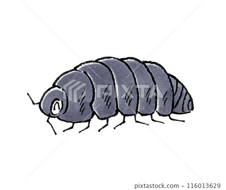 Happy pillbug Happy pillbug 116013629
