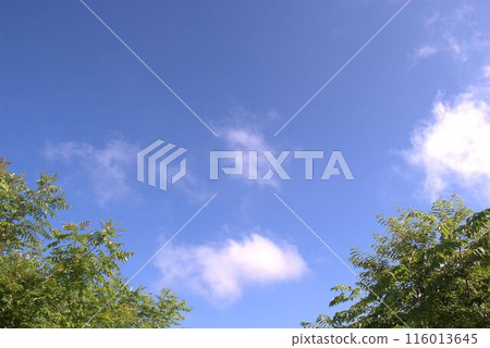 綠葉、藍天、白雲 116013645