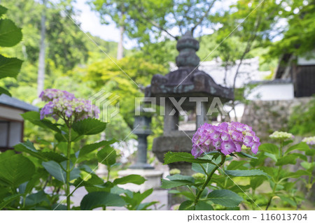 Beautiful hydrangeas blooming in the grounds of Zenbouji Temple in Kyoto, amidst fresh greenery 116013704