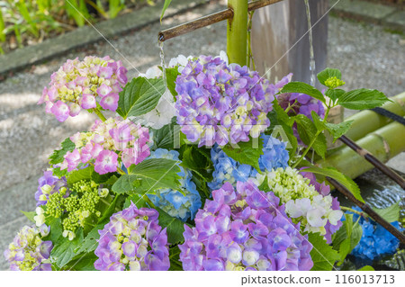 京都新綠、吉峰寺、繡球花水洗 116013713