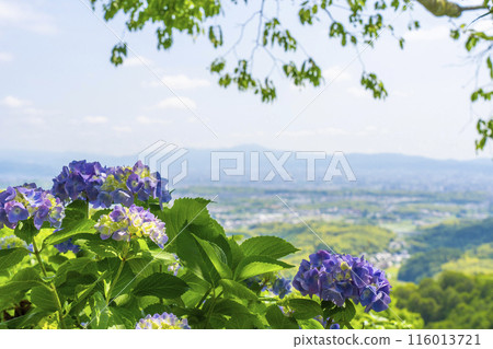 京都吉峰寺 - 透過繡球花欣賞京都市的壯麗景色 116013721