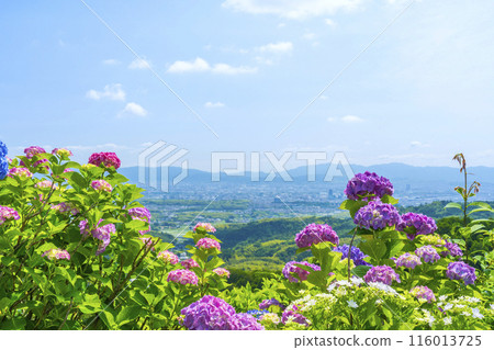 Kyoto Zenbouji Temple: A spectacular view of Kyoto city through the hydrangeas 116013725