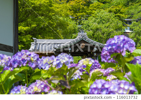 京都吉峰寺，透過繡球花看到的幸福地藏 116013732