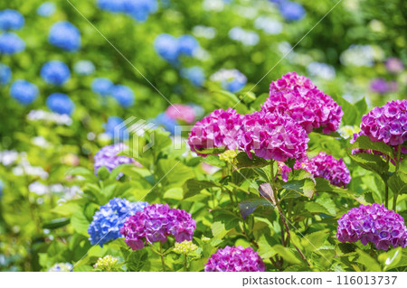 Kyoto Zenbouji Temple Hakusan Sakura Hydrangea Garden Hydrangeas in full bloom Kyoto Zenbouji Temple Hakusan Sakura Hydrangea Garden Hydrangeas in full bloom 116013737