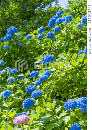 京都吉峰寺白山櫻花繡球園 繡球花盛開 京都吉峰寺白山櫻花繡球園 繡球花盛開 116013741