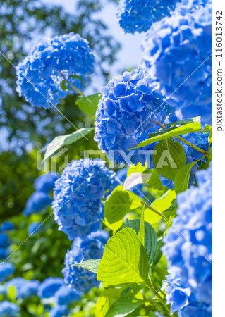 京都吉峰寺白山櫻花繡球園 繡球花盛開 京都吉峰寺白山櫻花繡球園 繡球花盛開 116013742