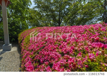 鮮綠的京都、吉峰寺、釋迦堂附近的小月卷 鮮綠的京都、吉峰寺、釋迦堂附近的小月卷 116013748