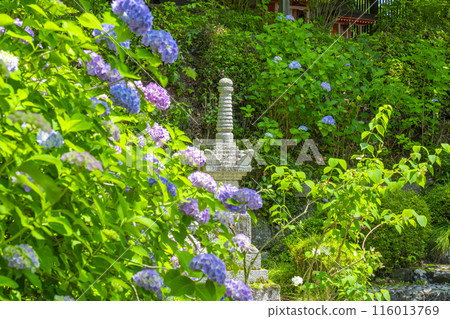 Kyoto Zenbouji Temple Hakusan Sakura Hydrangea Garden Hydrangeas in full bloom 116013769