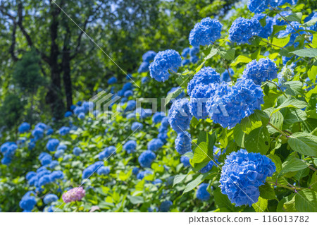 京都吉峰寺白山櫻花繡球園 繡球花盛開 116013782
