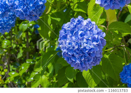Kyoto Zenbouji Temple Hakusan Sakura Hydrangea Garden Hydrangeas in full bloom 116013783