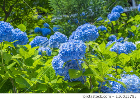 京都吉峰寺白山櫻花繡球園 繡球花盛開 116013785