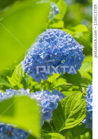 Zenbouji Temple Hakusan Sakura Hydrangea Garden Hydrangeas in full bloom 116013789