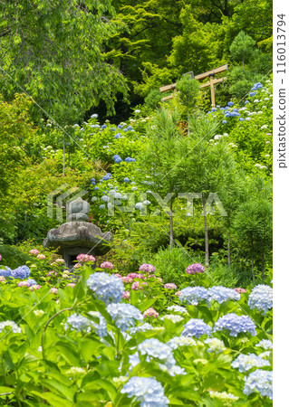 Zenbouji Temple, Hakusan Sakura Hydrangea Garden, Hakusansha Shrine, Hydrangeas in full bloom 116013794