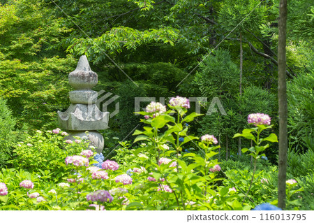 Zenbouji Temple Hakusan Sakura Hydrangea Garden Hydrangeas in full bloom 116013795