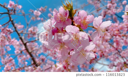 Peony cherry blossoms on a sunny day Peony cherry blossoms on a sunny day 116013823