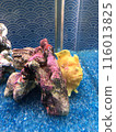 rog魚 116013825
