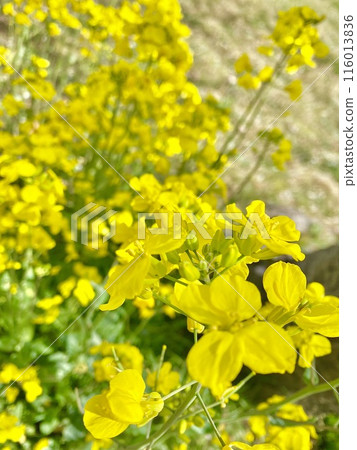 盛開的油菜花〉 盛開的油菜花〉 116013836