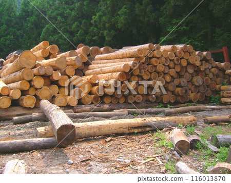 Lumberyard in the mountains 07 116013870