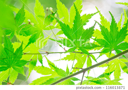 Blue leaves 116013871