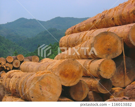 山上的伐木場 16 116013882