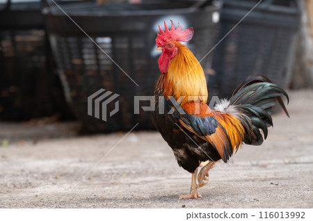 Rooster is standing on the floor.Selective focus. Rooster is standing on the floor.Selective focus. 116013992
