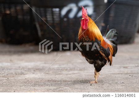 Rooster is standing on the floor.Selective focus. 116014001